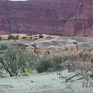 Guanaco, April 2016