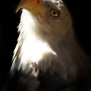 Sep. 2016 - Wings of Wonder - Sam