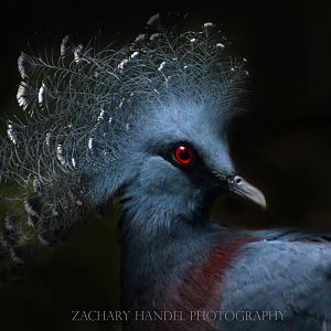 Sep. 2016 - Wings of the World - Victoria Crowned Pigeon