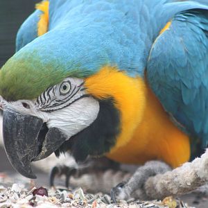 Monty, 9th September 2016