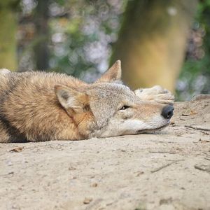 Mongolian Wolf at Zurich Zoo, 10/09/16