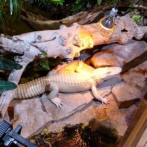 Albino alligator