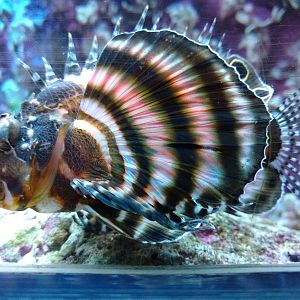 Dendrochirus biocellatus 11th September 2016