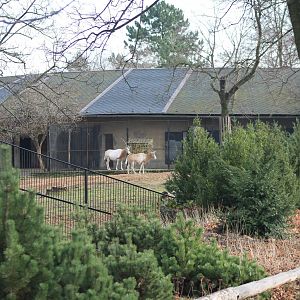Enclosure Scimitar-horned antilope