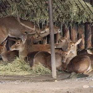 Burmese deers