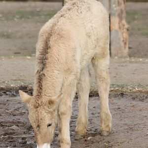Przewalski horse foal