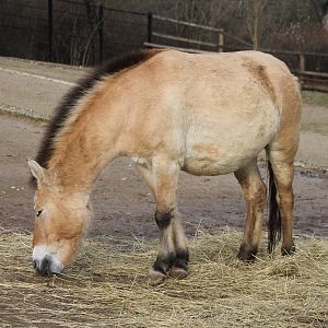 Przewalski horse