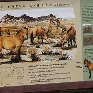 Info-sign Przewalski horse