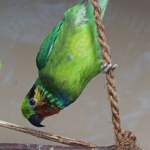 Edward's fig-parrot