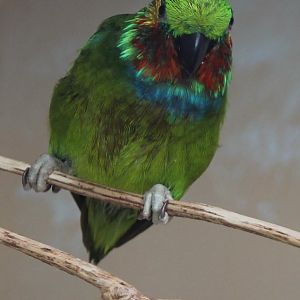 Edward's fig-parrot
