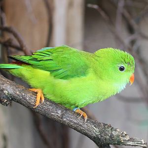 Vernal hanging parrot