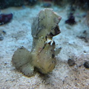 Taenianotus triacanthus11th September 2016