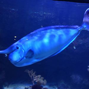 Unicornfish, 11th September 2016