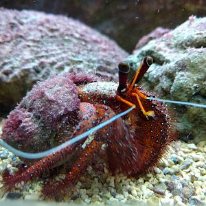 Dardanus megistos, 11th September 2016