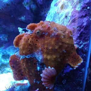 Frogfish  11th September 2016