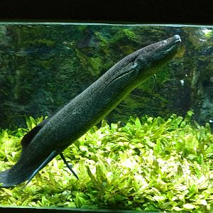 Lungfish, 11th September 2016