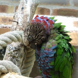 Hawk headed parrot 10/09/16