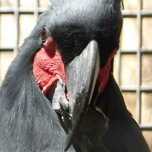 Palm cockatoo 10/09/16