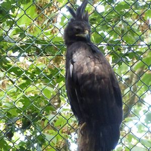 Crested eagle 10/09/16