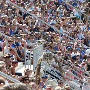 Great grey owl, bird show, 10/09/16