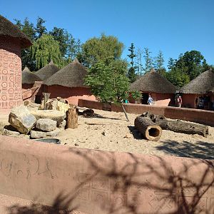 Red river hog enclosure