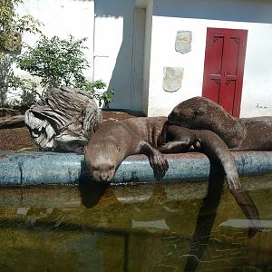 Giant otter enclosure May 16