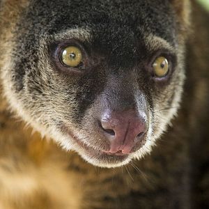 Sulawesi bear cuscus