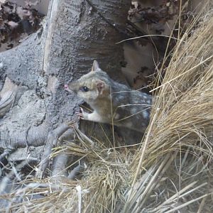 Quoll April 16