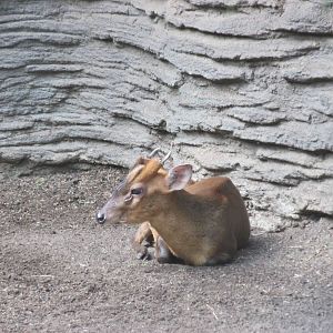 muntjac barcelona zoo