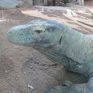 komodo monitor barcelona zoo