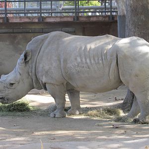 white rhino barcelona zoo