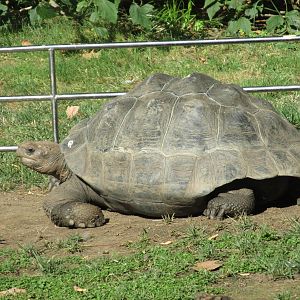 galapagos tortoise barcelona zoo