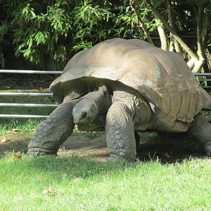 galapagos tortoise barcelona zoo
