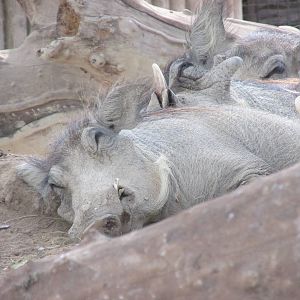 warthogs barcelona zoo