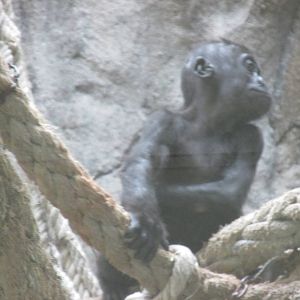 juvenile gorilla barcelona zoo