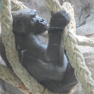 gorilla barcelona zoo