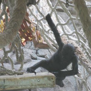juvenile gorilla barcelona zoo