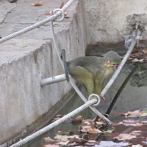 talapoin barcelona zoo