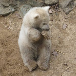 Polar bear cub March 2016