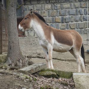 Kiang March 2016