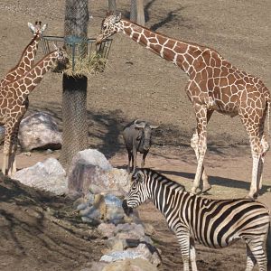 Savannah exhibit March 2016