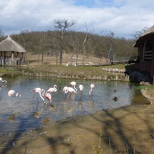 Savannah exhibit, flamingo lake and lemur island