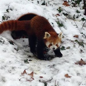 Red panda