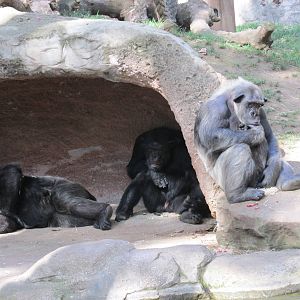 chimpanzees barcelona zoo