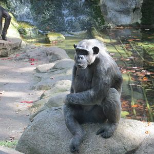 chimpanzee barcelona zoo