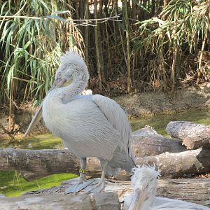 dalmatian pelican barcelona zoo