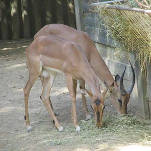 black faced impala barcelona zoo