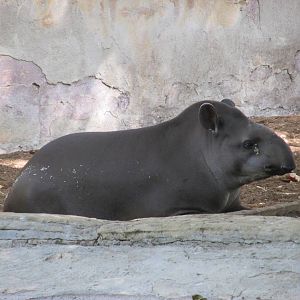 south american tapir barcelona zoo