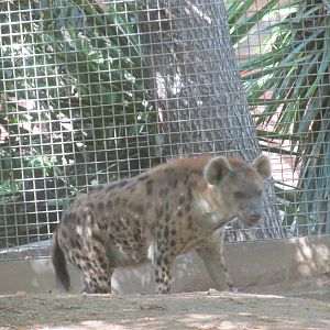spotted hyena barcelona zoo