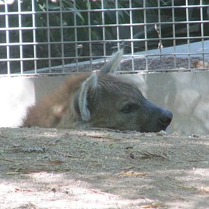 spotted hyena barcelona zoo